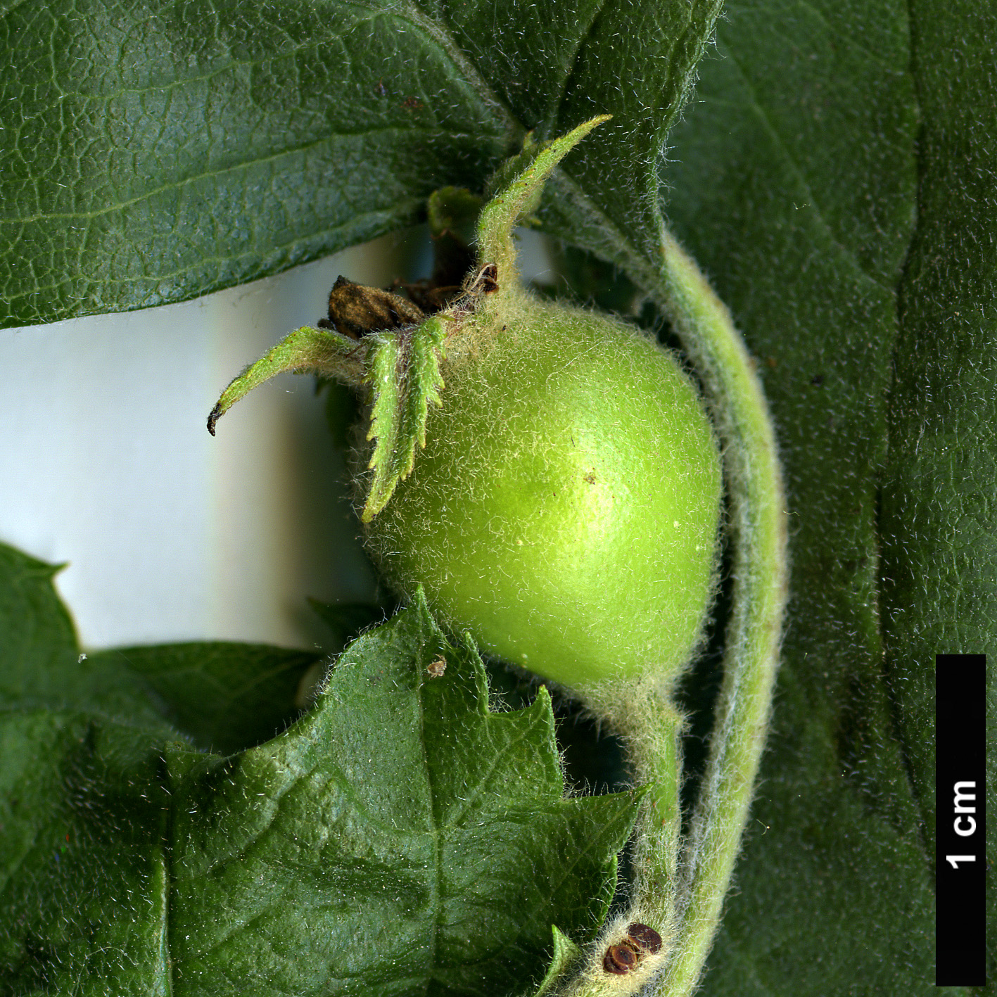 High resolution image: Family: Rosaceae - Genus: Crataegus - Taxon: mollis - SpeciesSub: var. dumetosa